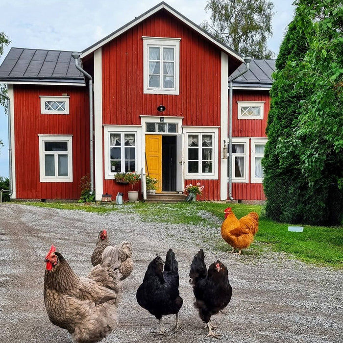 Una bellissima casa tradizionale in Finlandia